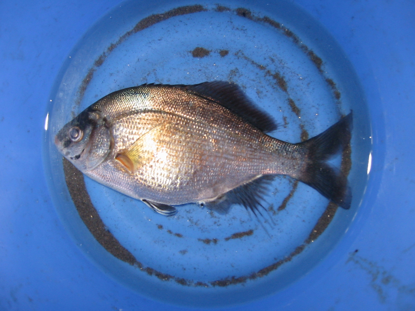 タナゴ釣り かかり釣り 田代島的釣方